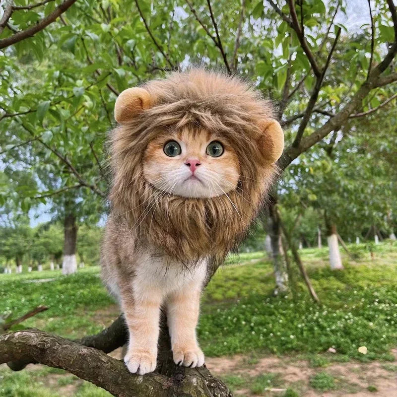 Touca de leão para cães e gatos. Fantasia.